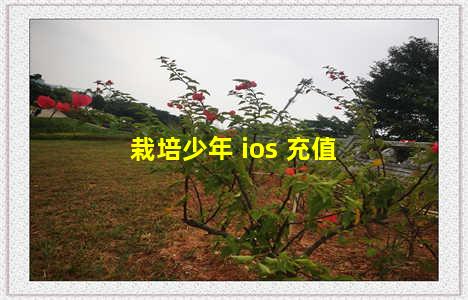 栽培少年 ios 充值